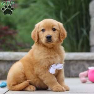 Mateo, Golden Retriever Puppy